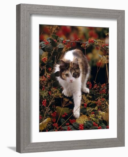 Domestic Cat, Young Tortoiseshell-And-White Among Cotoneaster Berries and Ground Elder Seedheads-Jane Burton-Framed Photographic Print