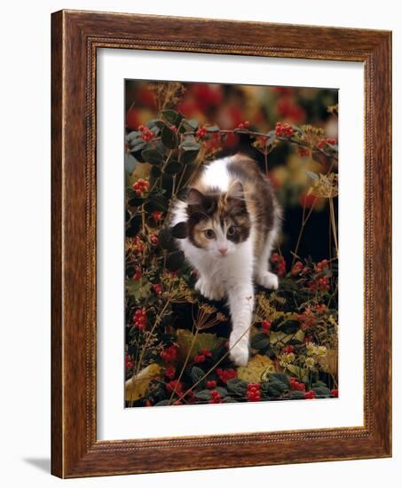 Domestic Cat, Young Tortoiseshell-And-White Among Cotoneaster Berries and Ground Elder Seedheads-Jane Burton-Framed Photographic Print