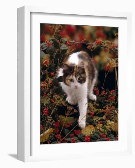 Domestic Cat, Young Tortoiseshell-And-White Among Cotoneaster Berries and Ground Elder Seedheads-Jane Burton-Framed Photographic Print