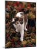 Domestic Cat, Young Tortoiseshell-And-White Among Cotoneaster Berries and Ground Elder Seedheads-Jane Burton-Mounted Photographic Print