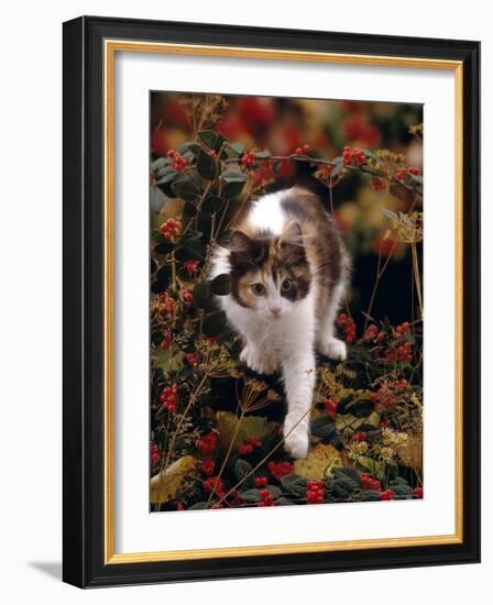Domestic Cat, Young Tortoiseshell-And-White Among Cotoneaster Berries and Ground Elder Seedheads-Jane Burton-Framed Photographic Print