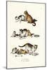 Domestic Cats, 1824-Karl Joseph Brodtmann-Mounted Giclee Print