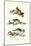 Domestic Cats, 1824-Karl Joseph Brodtmann-Mounted Giclee Print