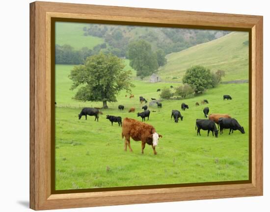 Domestic Cattle on Grazing Meadows, Peak District Np, Derbyshire, UK-Gary Smith-Framed Premier Image Canvas