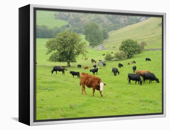 Domestic Cattle on Grazing Meadows, Peak District Np, Derbyshire, UK-Gary Smith-Framed Premier Image Canvas