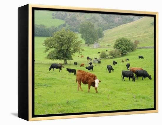 Domestic Cattle on Grazing Meadows, Peak District Np, Derbyshire, UK-Gary Smith-Framed Premier Image Canvas