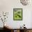 Domestic Cattle on Grazing Meadows, Peak District Np, Derbyshire, UK-Gary Smith-Framed Premier Image Canvas displayed on a wall