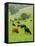 Domestic Cattle on Grazing Meadows, Peak District Np, Derbyshire, UK-Gary Smith-Framed Premier Image Canvas