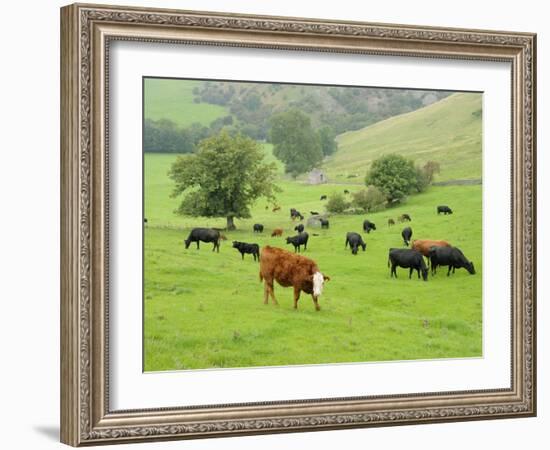 Domestic Cattle on Grazing Meadows, Peak District Np, Derbyshire, UK-Gary Smith-Framed Photographic Print