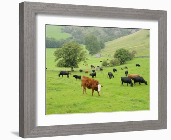 Domestic Cattle on Grazing Meadows, Peak District Np, Derbyshire, UK-Gary Smith-Framed Photographic Print