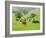 Domestic Cattle on Grazing Meadows, Peak District Np, Derbyshire, UK-Gary Smith-Framed Photographic Print