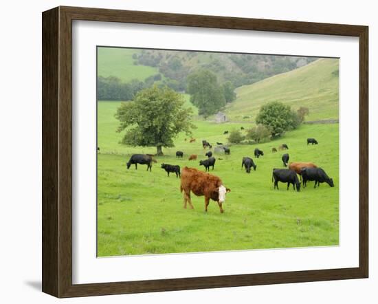 Domestic Cattle on Grazing Meadows, Peak District Np, Derbyshire, UK-Gary Smith-Framed Photographic Print