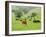 Domestic Cattle on Grazing Meadows, Peak District Np, Derbyshire, UK-Gary Smith-Framed Photographic Print