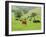 Domestic Cattle on Grazing Meadows, Peak District Np, Derbyshire, UK-Gary Smith-Framed Photographic Print