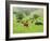 Domestic Cattle on Grazing Meadows, Peak District Np, Derbyshire, UK-Gary Smith-Framed Photographic Print