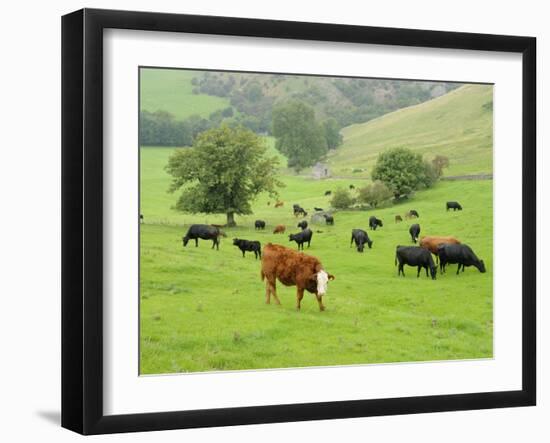 Domestic Cattle on Grazing Meadows, Peak District Np, Derbyshire, UK-Gary Smith-Framed Photographic Print