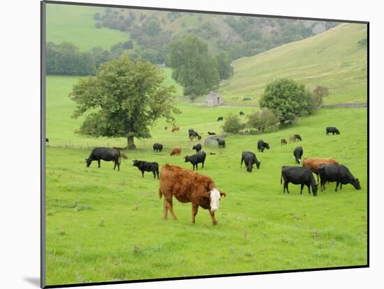 Domestic Cattle on Grazing Meadows, Peak District Np, Derbyshire, UK-Gary Smith-Mounted Photographic Print