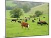 Domestic Cattle on Grazing Meadows, Peak District Np, Derbyshire, UK-Gary Smith-Mounted Photographic Print