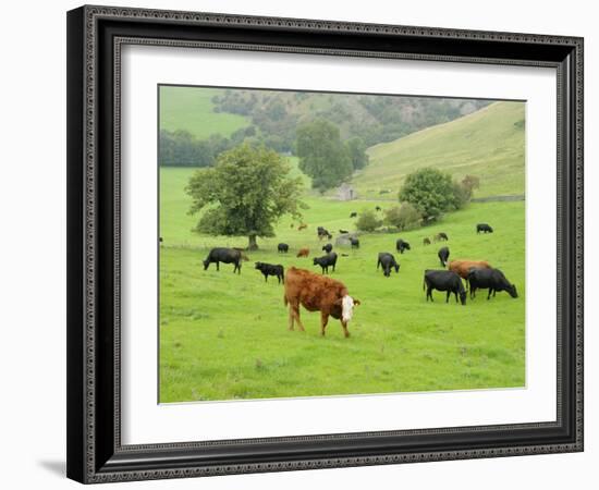 Domestic Cattle on Grazing Meadows, Peak District Np, Derbyshire, UK-Gary Smith-Framed Photographic Print