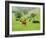 Domestic Cattle on Grazing Meadows, Peak District Np, Derbyshire, UK-Gary Smith-Framed Photographic Print