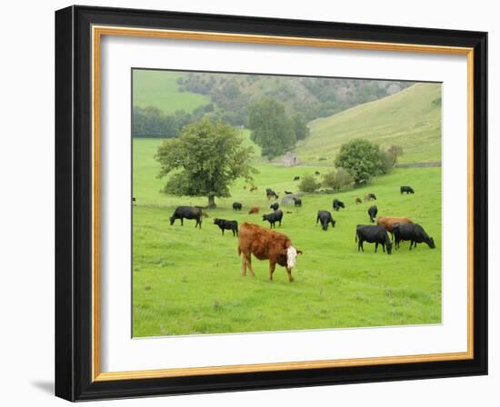 Domestic Cattle on Grazing Meadows, Peak District Np, Derbyshire, UK-Gary Smith-Framed Photographic Print