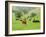 Domestic Cattle on Grazing Meadows, Peak District Np, Derbyshire, UK-Gary Smith-Framed Photographic Print