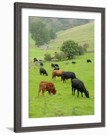 Domestic Cattle on Grazing Meadows, Peak District Np, Derbyshire, UK-Gary Smith-Framed Photographic Print