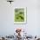 Domestic Cattle on Grazing Meadows, Peak District Np, Derbyshire, UK-Gary Smith-Framed Photographic Print displayed on a wall