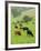 Domestic Cattle on Grazing Meadows, Peak District Np, Derbyshire, UK-Gary Smith-Framed Photographic Print