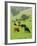 Domestic Cattle on Grazing Meadows, Peak District Np, Derbyshire, UK-Gary Smith-Framed Photographic Print