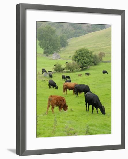 Domestic Cattle on Grazing Meadows, Peak District Np, Derbyshire, UK-Gary Smith-Framed Photographic Print