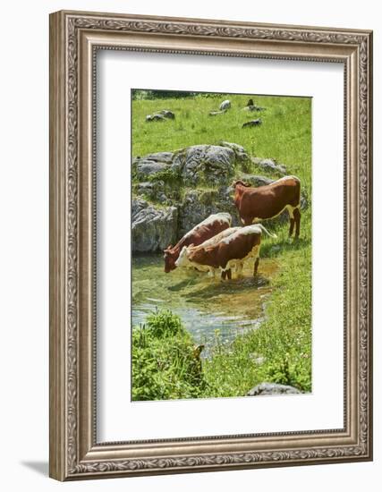 domestic cattles, Bos primigenius Taurus, lake, shore, frontal, stand, drink-David & Micha Sheldon-Framed Photographic Print