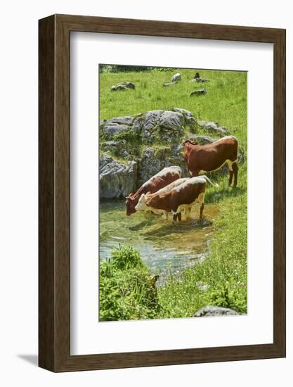domestic cattles, Bos primigenius Taurus, lake, shore, frontal, stand, drink-David & Micha Sheldon-Framed Photographic Print