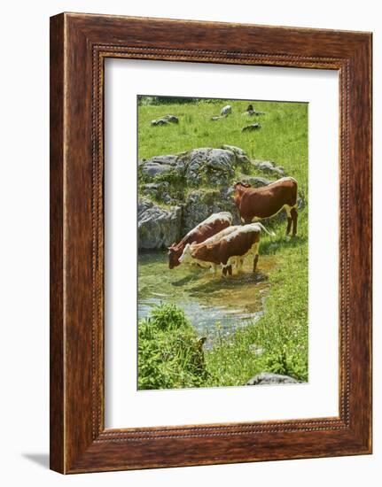 domestic cattles, Bos primigenius Taurus, lake, shore, frontal, stand, drink-David & Micha Sheldon-Framed Photographic Print