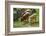 domestic cattles, Bos primigenius Taurus, lake, shore, frontal, stand, drink-David & Micha Sheldon-Framed Photographic Print