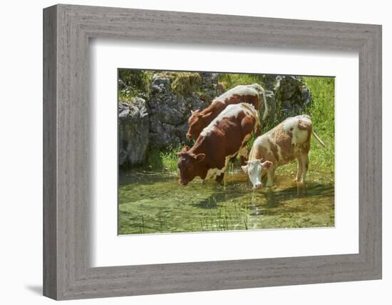 domestic cattles, Bos primigenius Taurus, lake, shore, frontal, stand, drink-David & Micha Sheldon-Framed Photographic Print