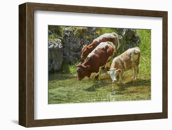 domestic cattles, Bos primigenius Taurus, lake, shore, frontal, stand, drink-David & Micha Sheldon-Framed Photographic Print