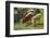 domestic cattles, Bos primigenius Taurus, lake, shore, frontal, stand, drink-David & Micha Sheldon-Framed Photographic Print