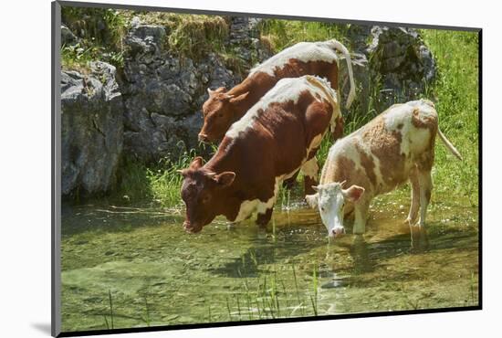 domestic cattles, Bos primigenius Taurus, lake, shore, frontal, stand, drink-David & Micha Sheldon-Mounted Photographic Print