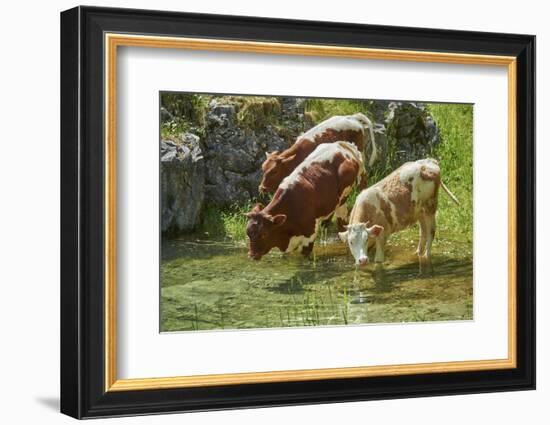 domestic cattles, Bos primigenius Taurus, lake, shore, frontal, stand, drink-David & Micha Sheldon-Framed Photographic Print