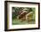 domestic cattles, Bos primigenius Taurus, lake, shore, frontal, stand, drink-David & Micha Sheldon-Framed Photographic Print