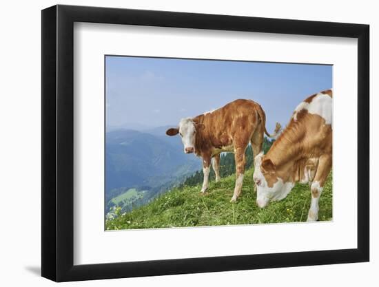 domestic cattles, Bos primigenius Taurus, meadow, frontal, stand, looking into camera-David & Micha Sheldon-Framed Photographic Print