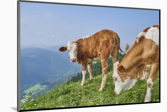 domestic cattles, Bos primigenius Taurus, meadow, frontal, stand, looking into camera-David & Micha Sheldon-Mounted Photographic Print