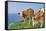 domestic cattles, Bos primigenius Taurus, meadow, frontal, stand, looking into camera-David & Micha Sheldon-Framed Stretched Canvas