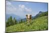 domestic cattles, Bos primigenius Taurus, meadow, frontal, stand, looking into camera-David & Micha Sheldon-Mounted Photographic Print