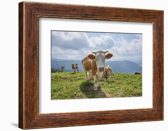 domestic cattles, Bos primigenius Taurus, meadow, frontal, stand, looking into camera-David & Micha Sheldon-Framed Photographic Print