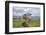 domestic cattles, Bos primigenius Taurus, meadow, frontal, stand, looking into camera-David & Micha Sheldon-Framed Photographic Print