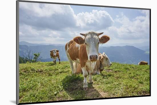 domestic cattles, Bos primigenius Taurus, meadow, frontal, stand, looking into camera-David & Micha Sheldon-Mounted Photographic Print