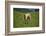 domestic cattles, Bos primigenius Taurus, meadow, frontal, stand, looking into camera-David & Micha Sheldon-Framed Photographic Print