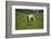 domestic cattles, Bos primigenius Taurus, meadow, frontal, stand, looking into camera-David & Micha Sheldon-Framed Photographic Print